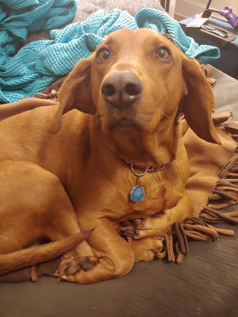 Opie, a Beagle and Redbone Coonhound mix tested with EmbarkVet.com