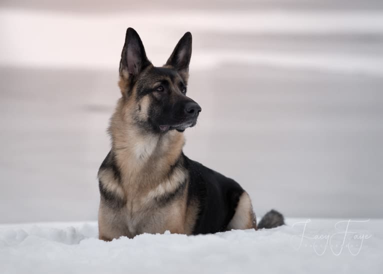 Arya, a German Shepherd Dog tested with EmbarkVet.com