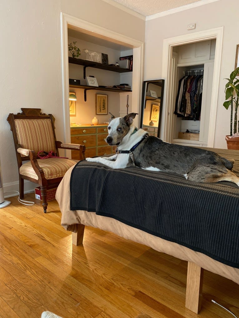 Buoy, an Australian Shepherd and Shetland Sheepdog mix tested with EmbarkVet.com