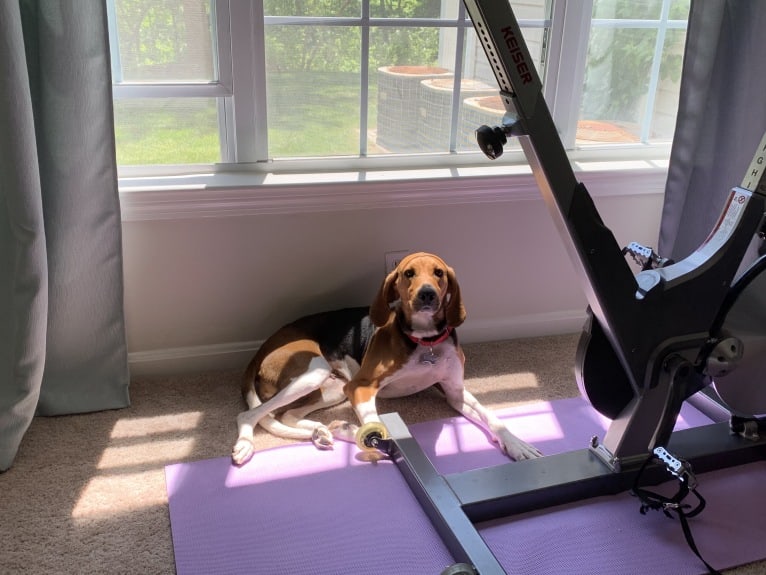 Scout, a Treeing Walker Coonhound tested with EmbarkVet.com