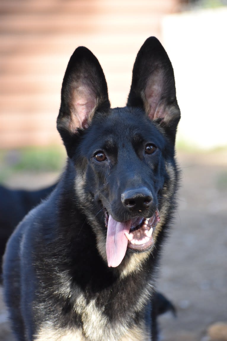 Gus, a German Shepherd Dog tested with EmbarkVet.com