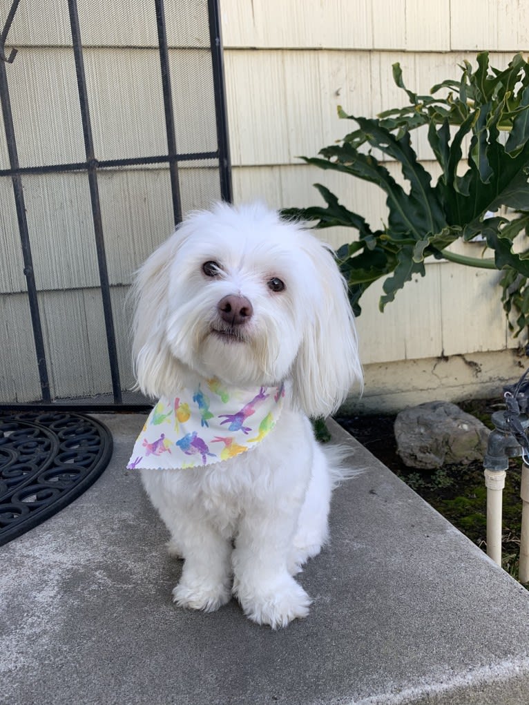 koji, a Poodle (Small) and Chihuahua mix tested with EmbarkVet.com