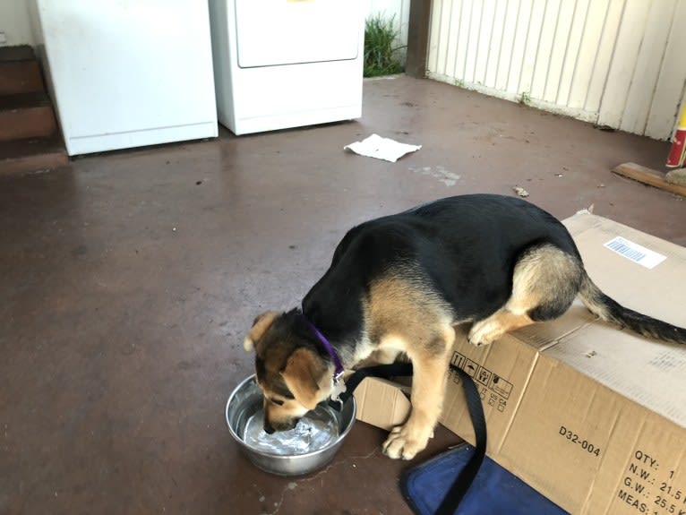 Shainee, a German Shepherd Dog and Australian Cattle Dog mix tested with EmbarkVet.com