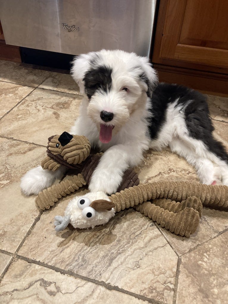 Indy, an Old English Sheepdog tested with EmbarkVet.com