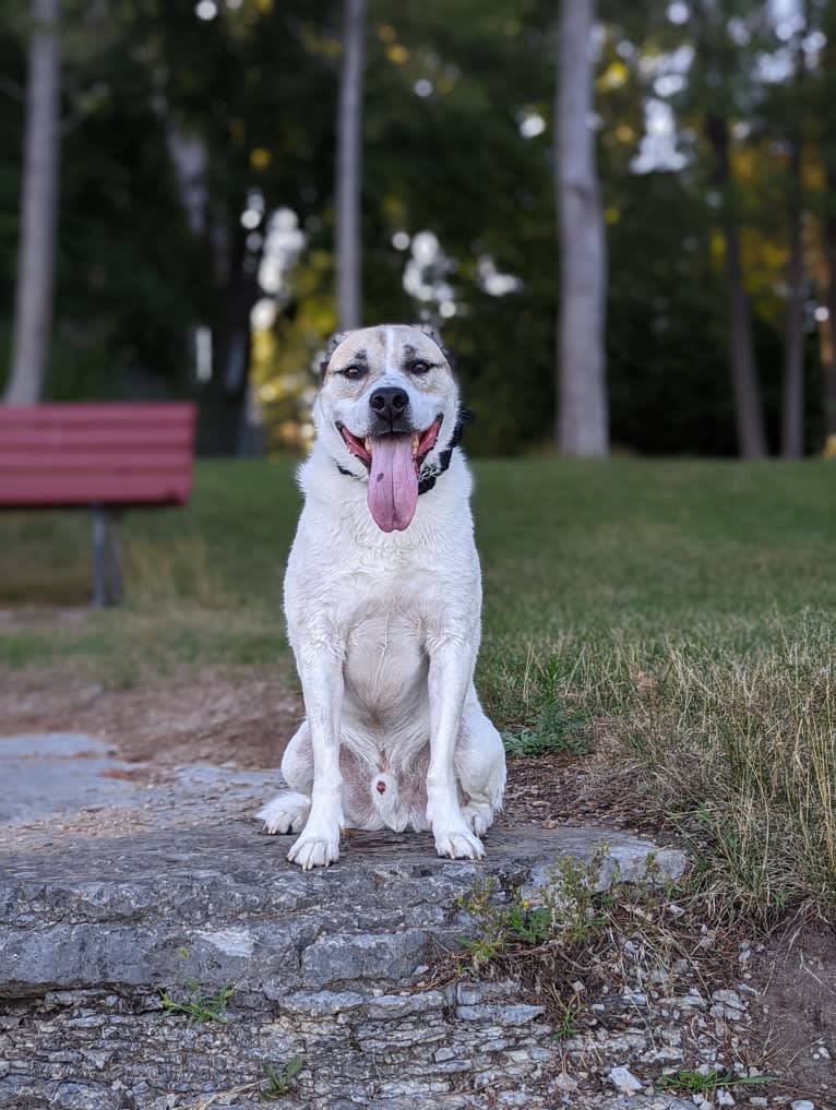 Mac, an American Pit Bull Terrier and Siberian Husky mix tested with EmbarkVet.com