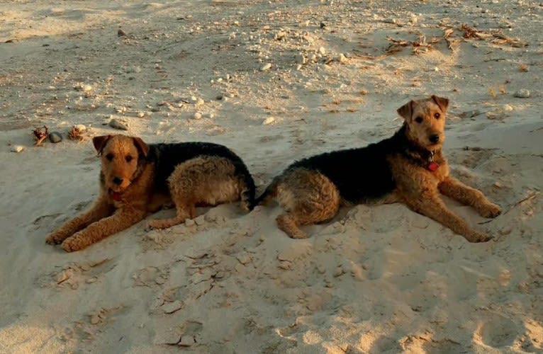 Kratos, an Airedale Terrier tested with EmbarkVet.com