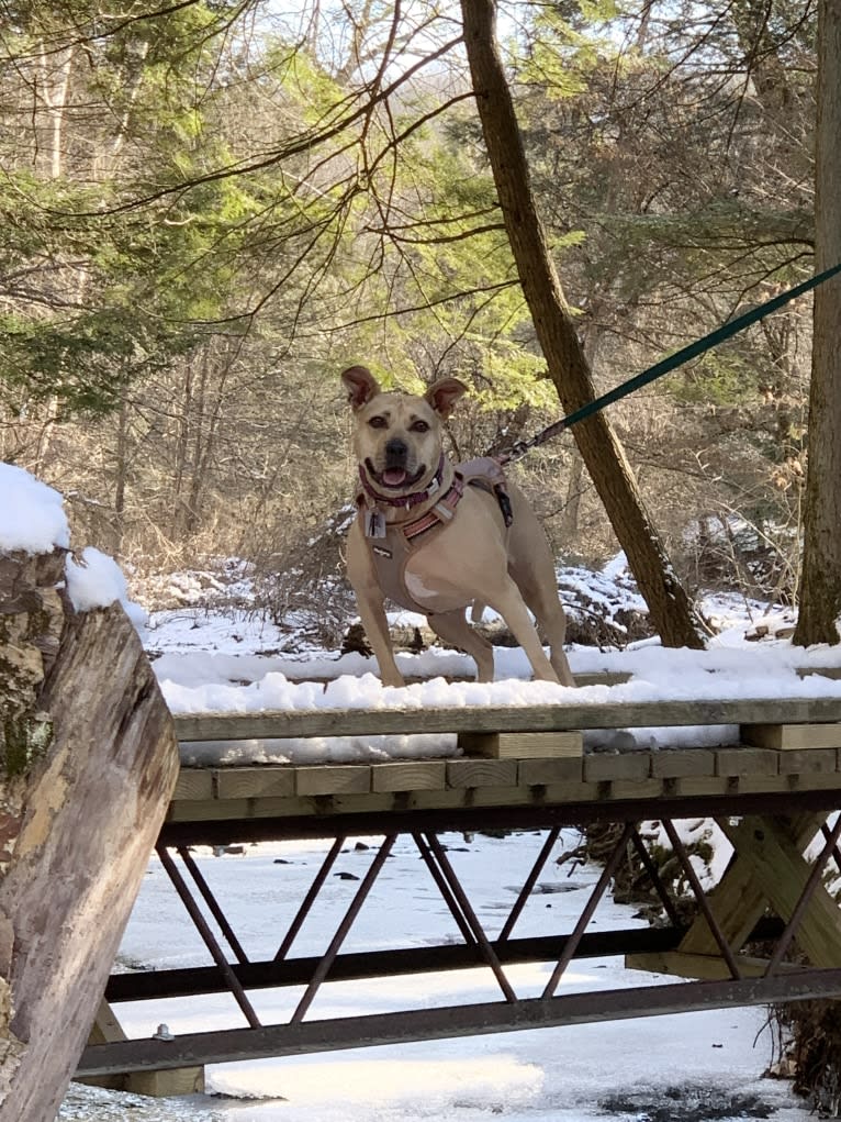 Winnie, an American Pit Bull Terrier tested with EmbarkVet.com