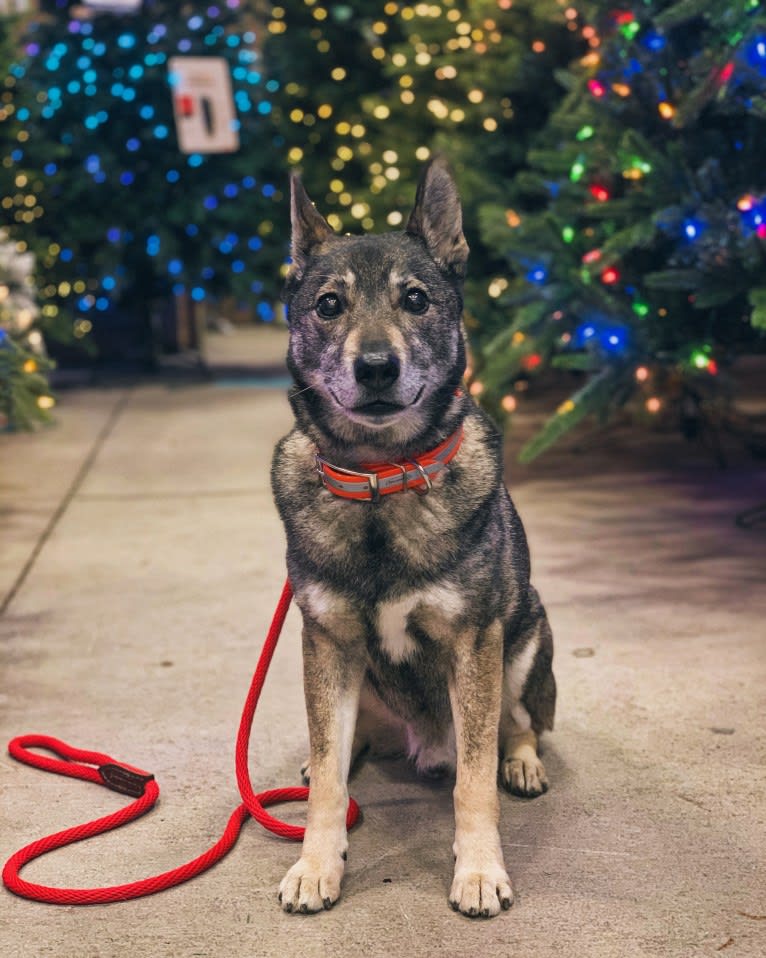 Gus, a Norwegian Elkhound and German Shepherd Dog mix tested with EmbarkVet.com