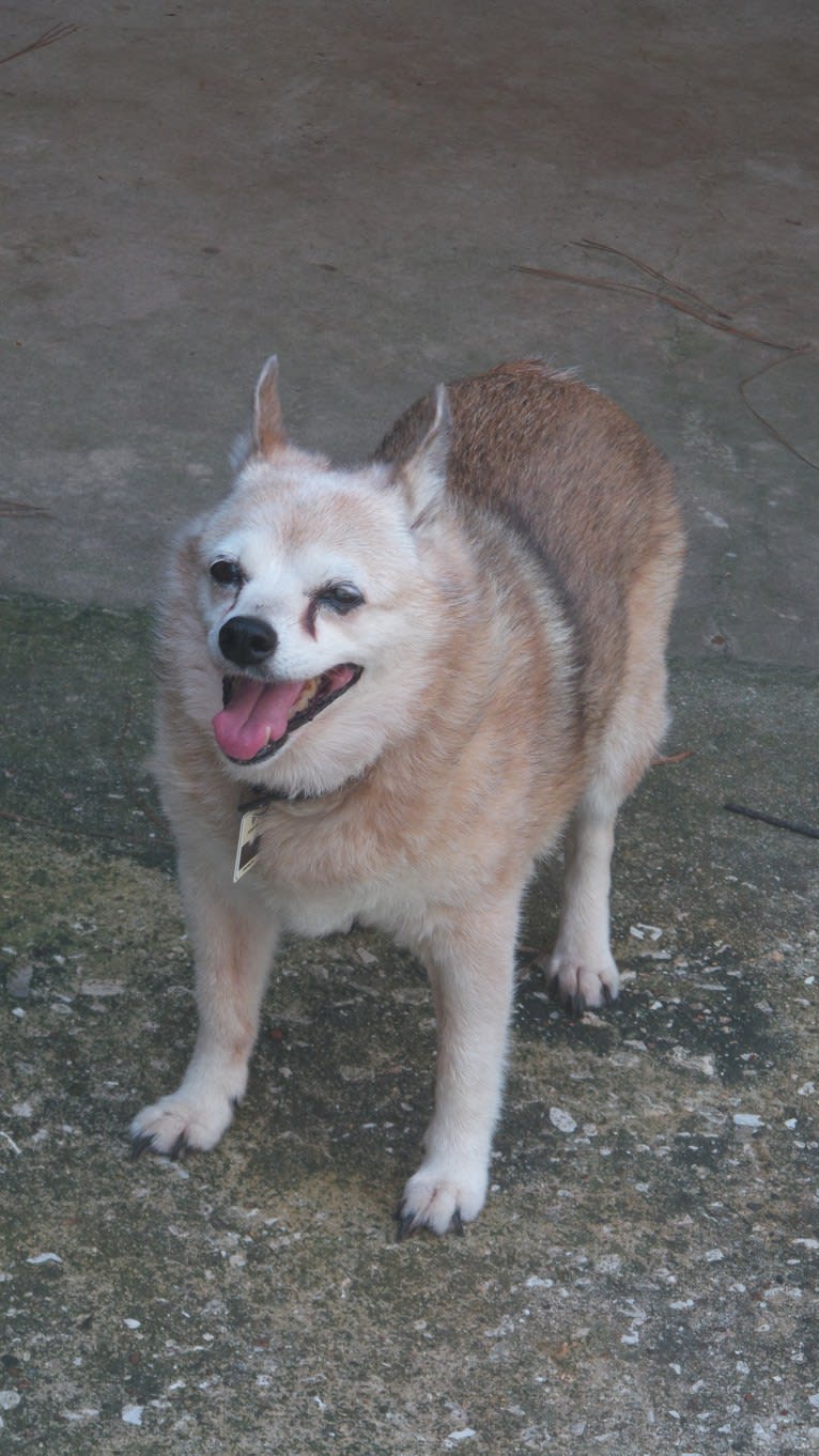 Lassie, a Pomeranian and Rat Terrier mix tested with EmbarkVet.com