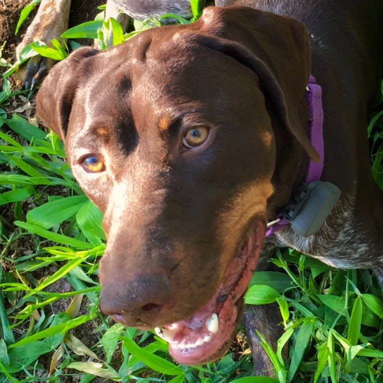 Allie, a German Shorthaired Pointer tested with EmbarkVet.com