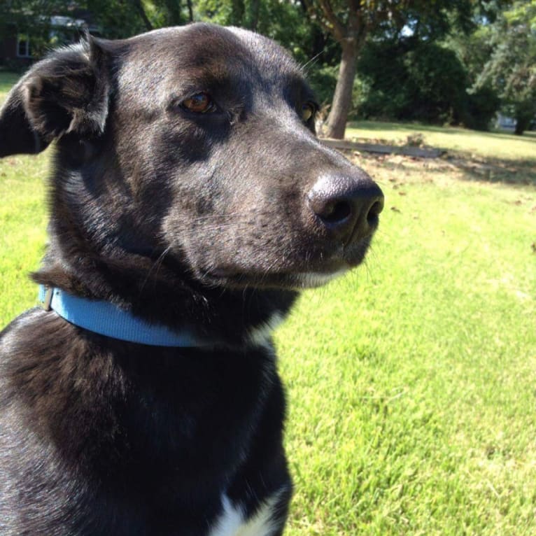 Charlie, a Labrador Retriever and Staffordshire Terrier mix tested with EmbarkVet.com