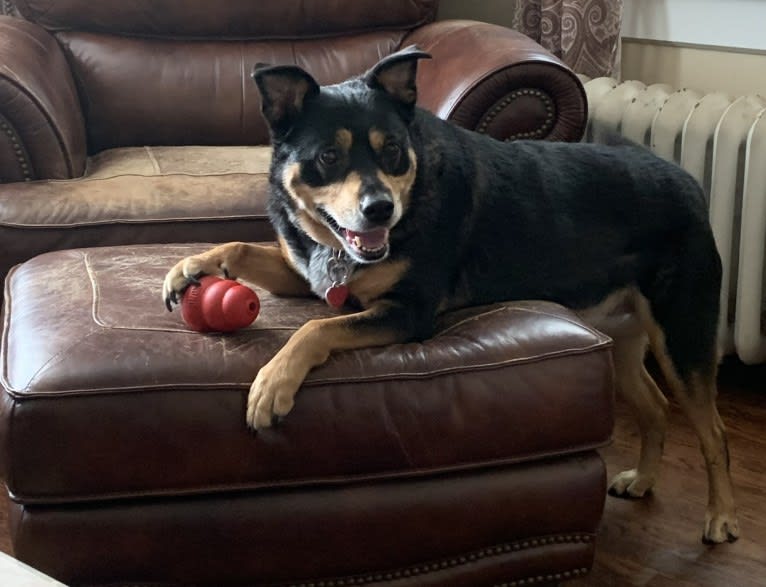 Cythera, an Australian Cattle Dog and American Pit Bull Terrier mix tested with EmbarkVet.com