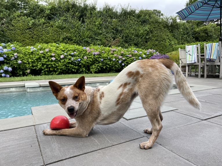 Winnie, an Australian Cattle Dog tested with EmbarkVet.com