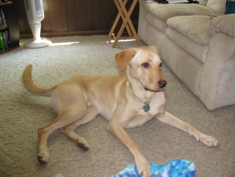 Tank, a German Shepherd Dog and Labrador Retriever mix tested with EmbarkVet.com