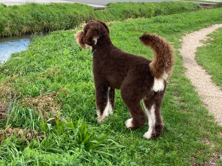 Gideon, a Poodle (Standard) tested with EmbarkVet.com