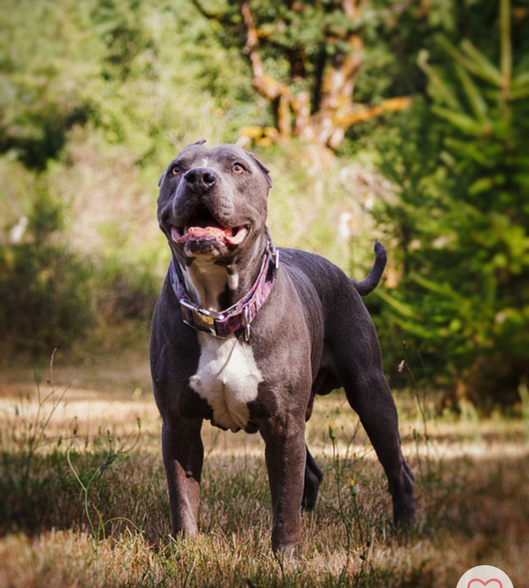 Burt Tyrannosaurus Macklin (Mac), an American Pit Bull Terrier and American Staffordshire Terrier mix tested with EmbarkVet.com