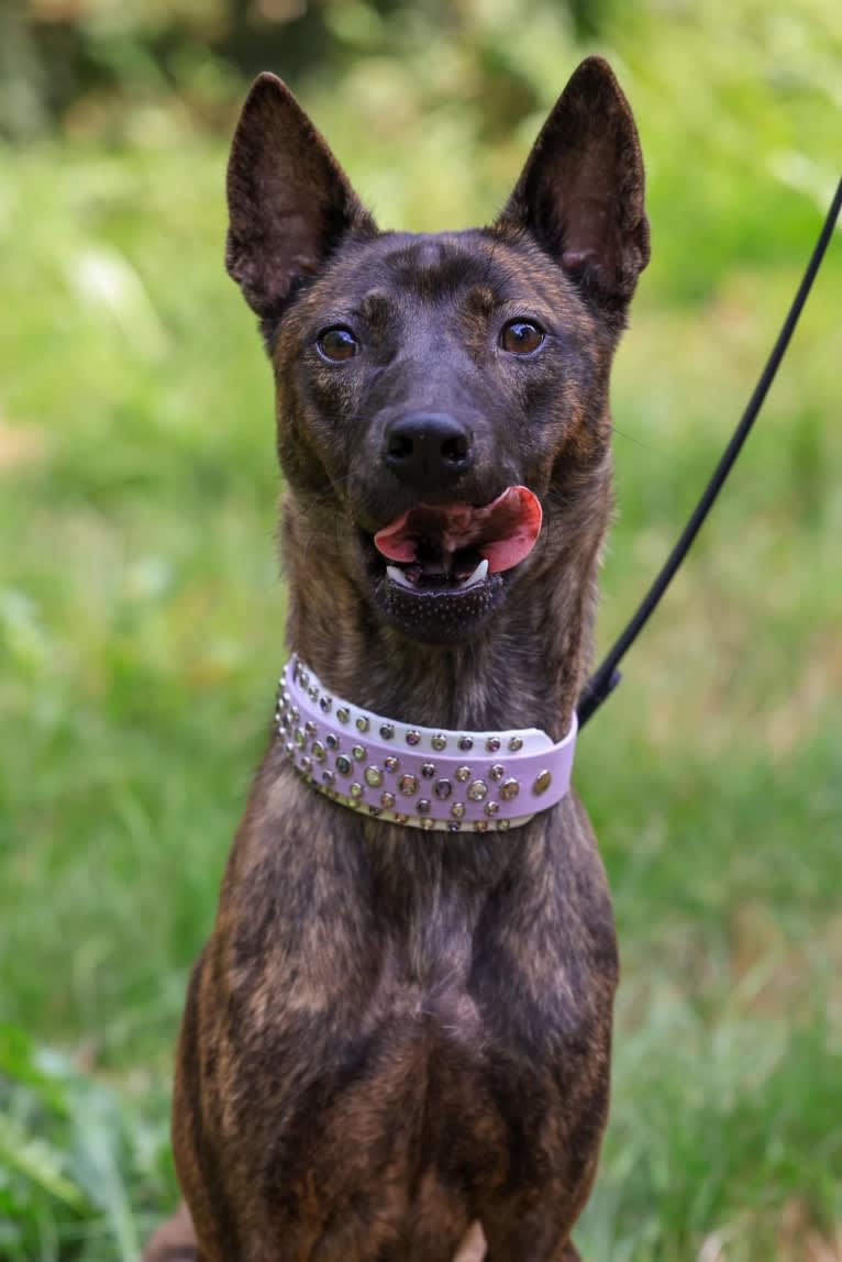 Lotus, a Phu Quoc Ridgeback tested with EmbarkVet.com