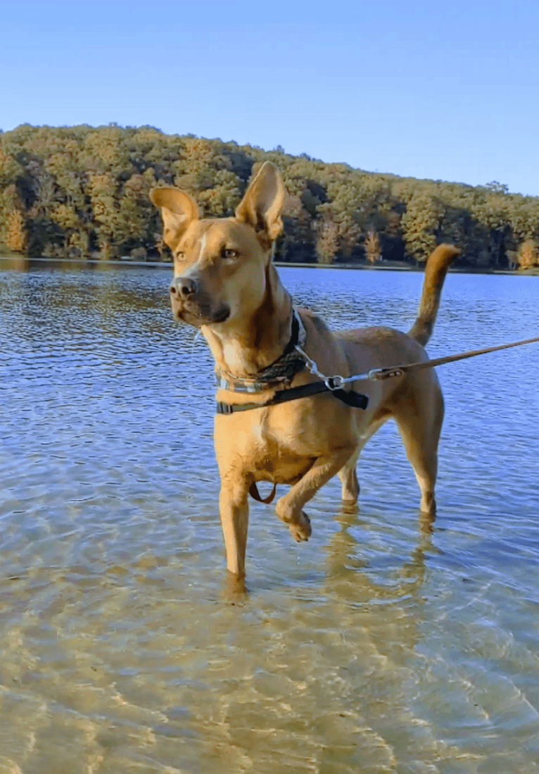 Stanley, an American Pit Bull Terrier and German Shepherd Dog mix tested with EmbarkVet.com