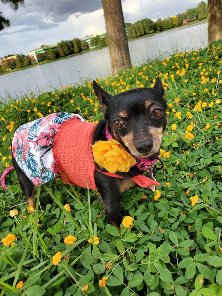 Lola, a Chihuahua and Miniature Pinscher mix tested with EmbarkVet.com