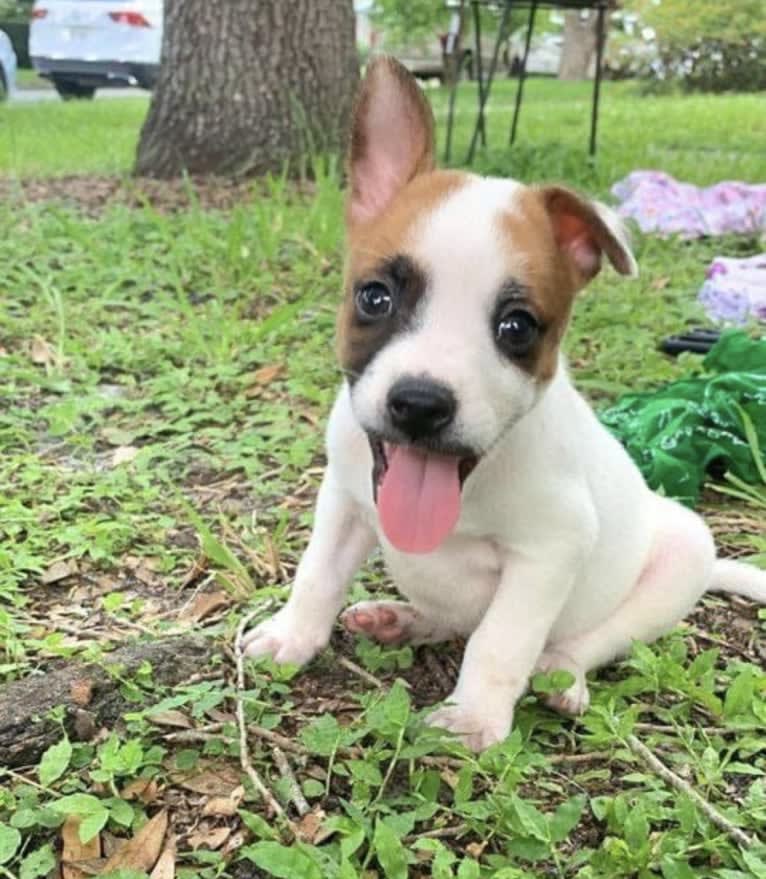 Reishi, an Australian Cattle Dog and American Pit Bull Terrier mix tested with EmbarkVet.com