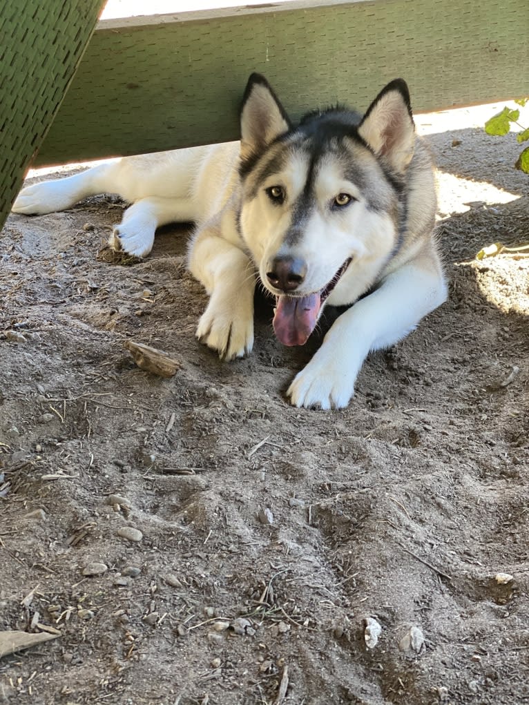 Myka, a Siberian Husky and Alaskan Malamute mix tested with EmbarkVet.com