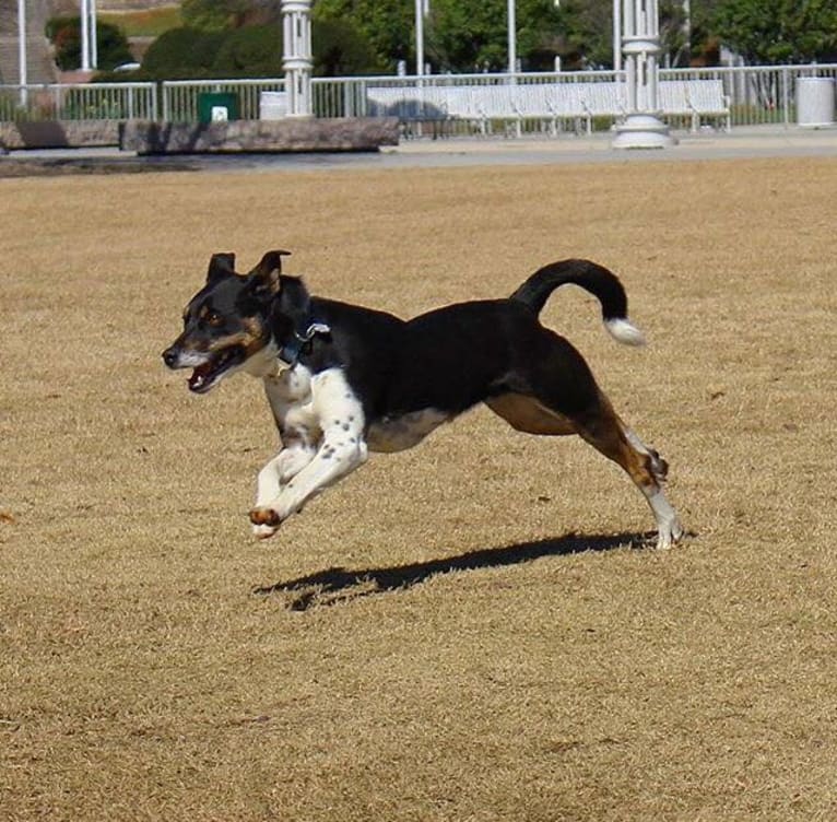 Gypsy, a Siberian Husky and American Pit Bull Terrier mix tested with EmbarkVet.com