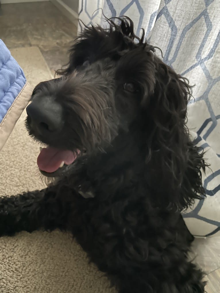 Juno, a Poodle (Standard) and English Cocker Spaniel mix tested with EmbarkVet.com