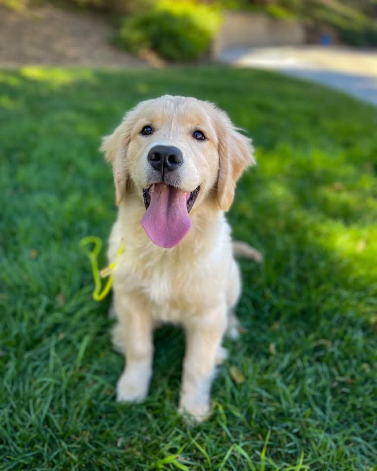 Selene, a Golden Retriever tested with EmbarkVet.com