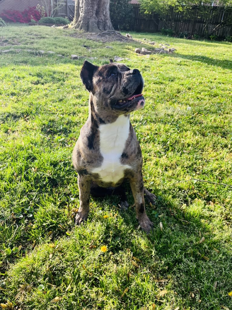 Oreo, a Bulldog and Boxer mix tested with EmbarkVet.com