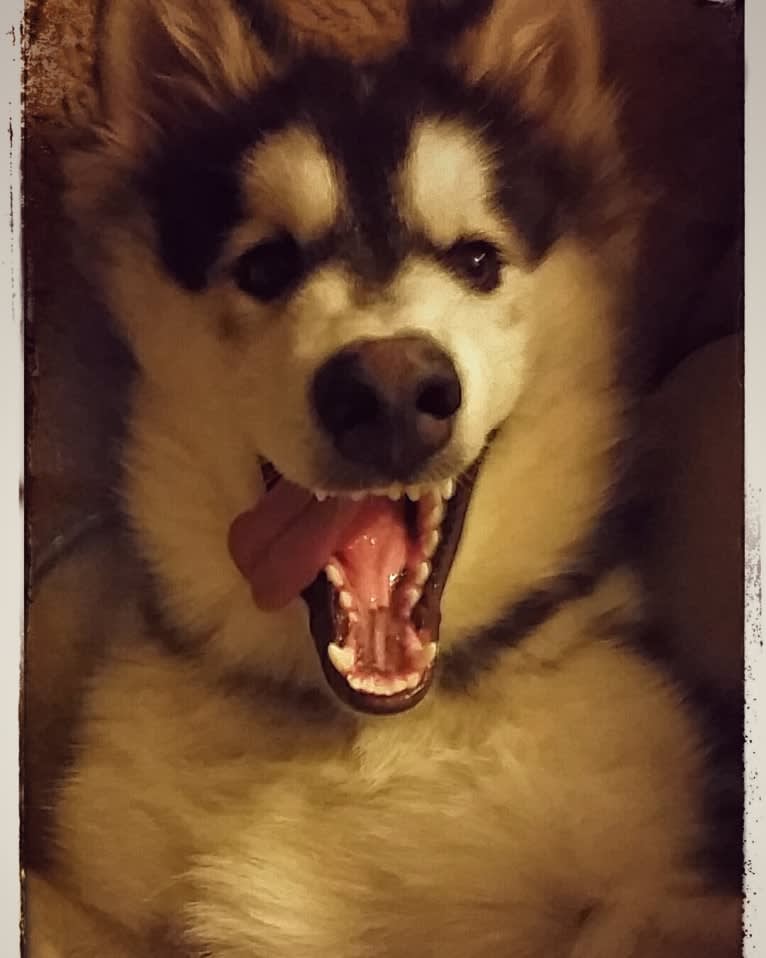 SOJU, a Siberian Husky and Alaskan Malamute mix tested with EmbarkVet.com