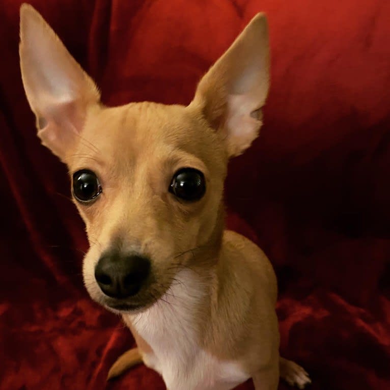 Oliver, a Chihuahua and Poodle (Small) mix tested with EmbarkVet.com