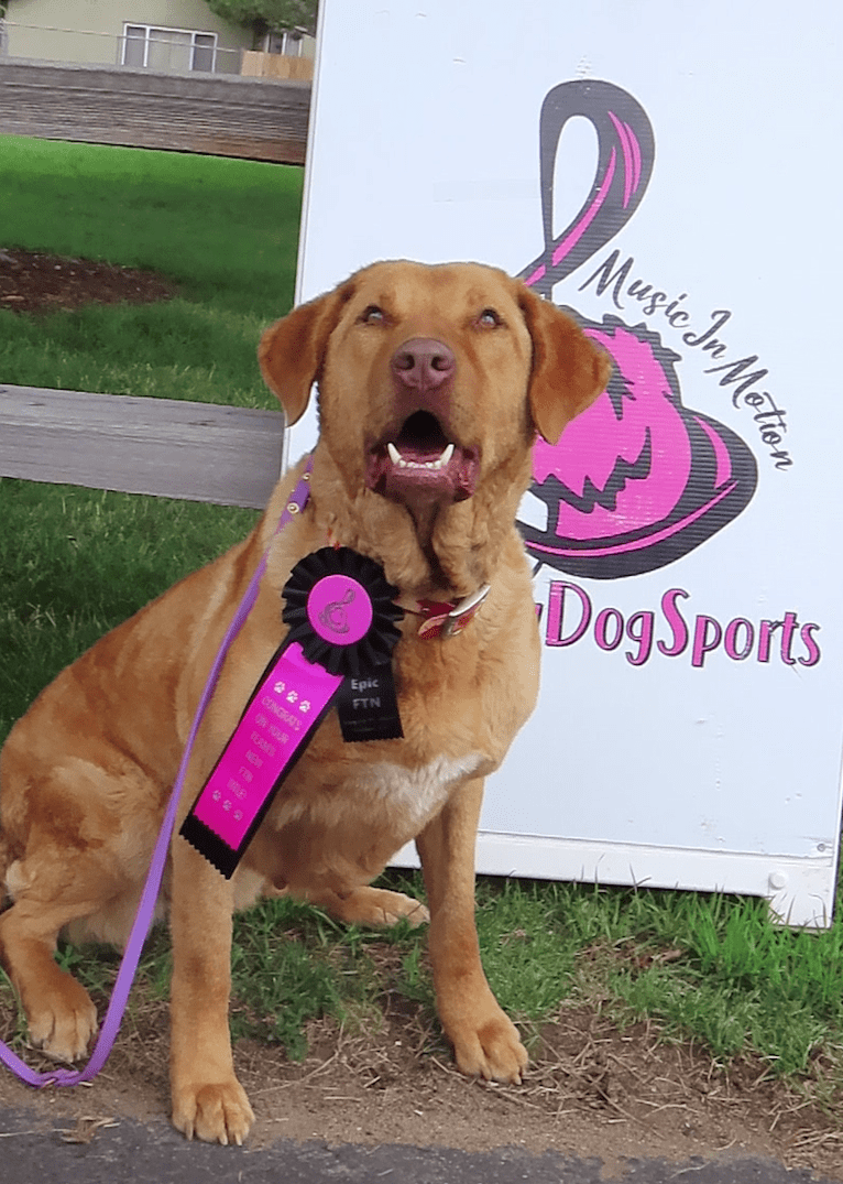 Epic, a Chesapeake Bay Retriever tested with EmbarkVet.com