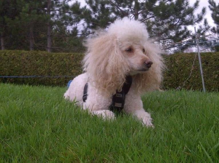 Molly Poodle, a Poodle (Small) tested with EmbarkVet.com