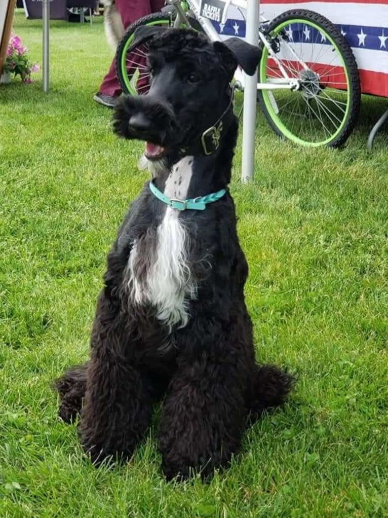 WYN, a Kerry Blue Terrier tested with EmbarkVet.com