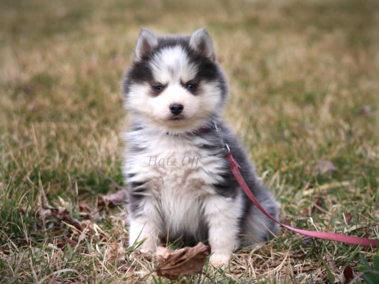 Slater, a Pomsky tested with EmbarkVet.com