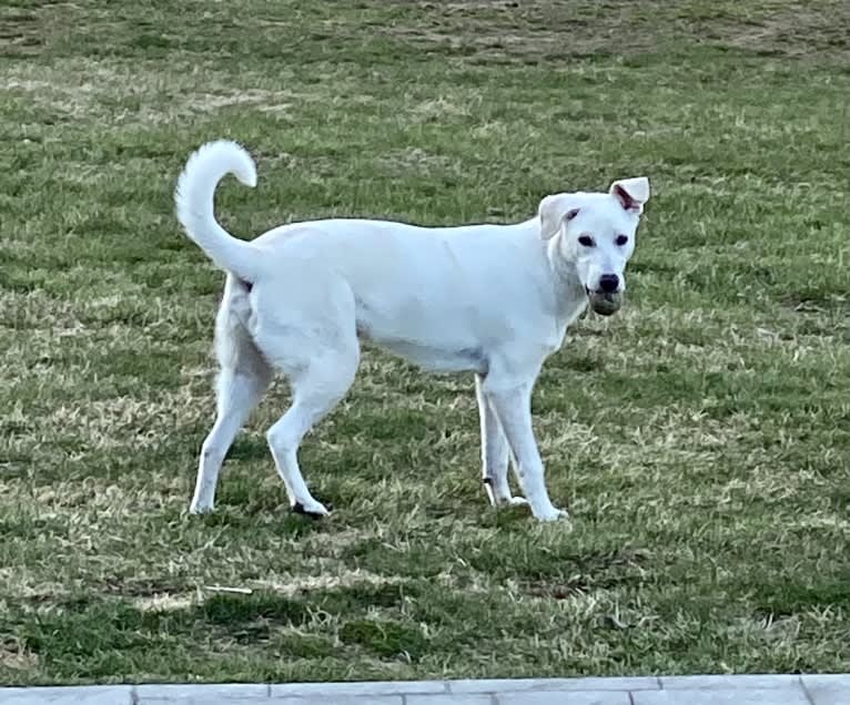 Thor, a Maremma Sheepdog tested with EmbarkVet.com