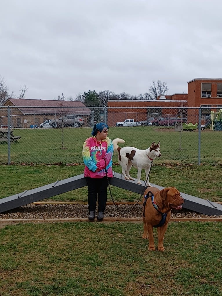 Brutis II, a Dogue de Bordeaux tested with EmbarkVet.com