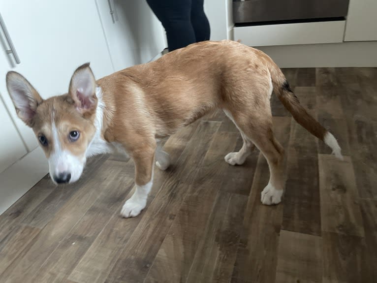 Echo, a Border Collie and German Shepherd Dog mix tested with EmbarkVet.com