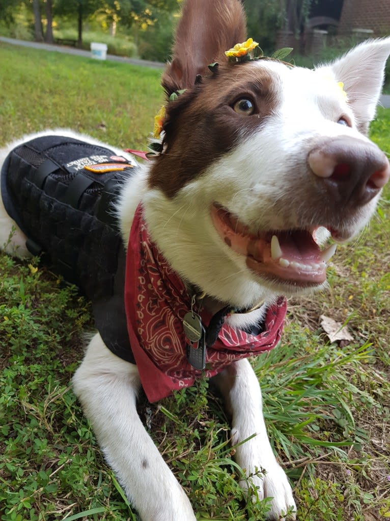 Myles, a Border Collie tested with EmbarkVet.com