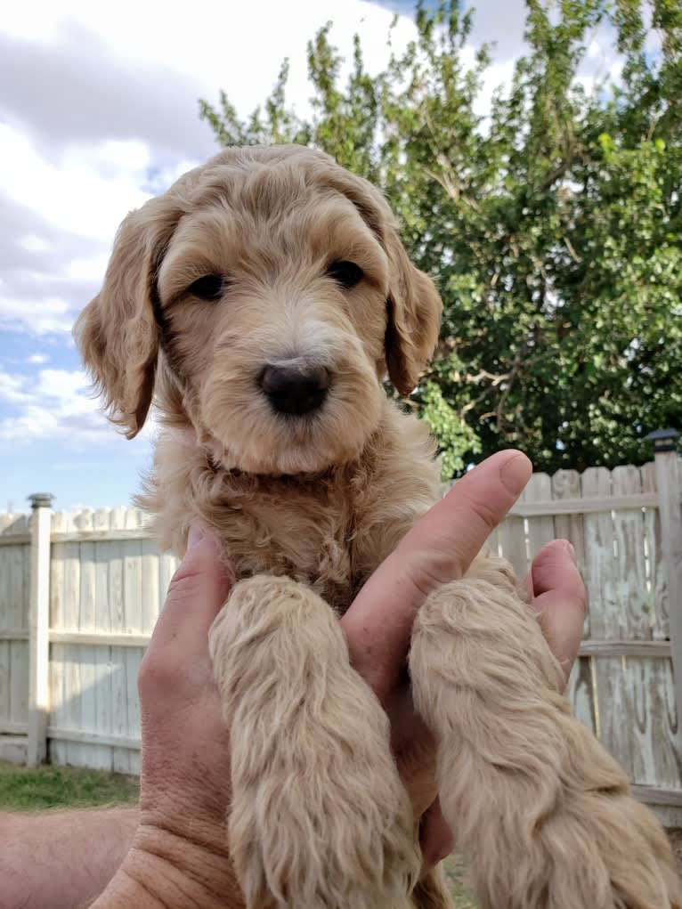 Snow (Mabel), a Goldendoodle tested with EmbarkVet.com