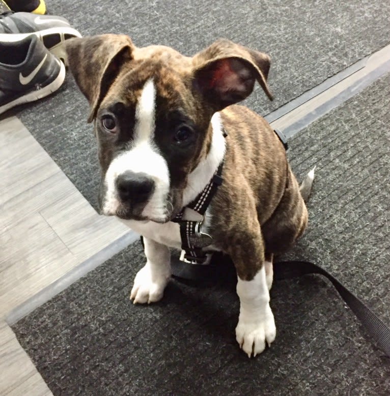 Buddy, a Boxer and Norwegian Elkhound mix tested with EmbarkVet.com