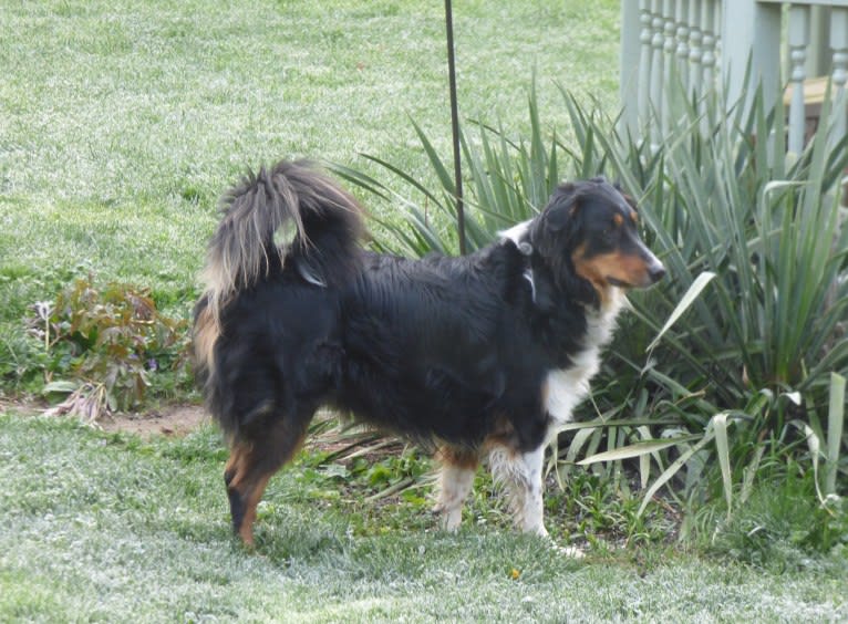 Jebediah Raphael, an English Shepherd tested with EmbarkVet.com