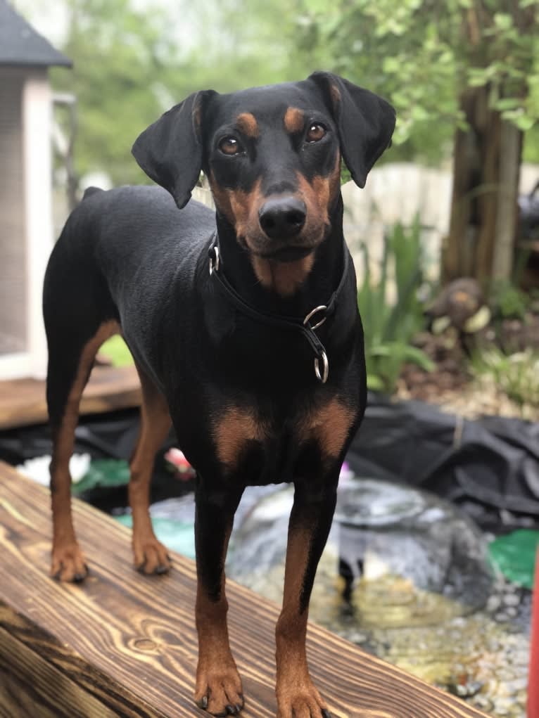 Hennessy, a German Pinscher tested with EmbarkVet.com