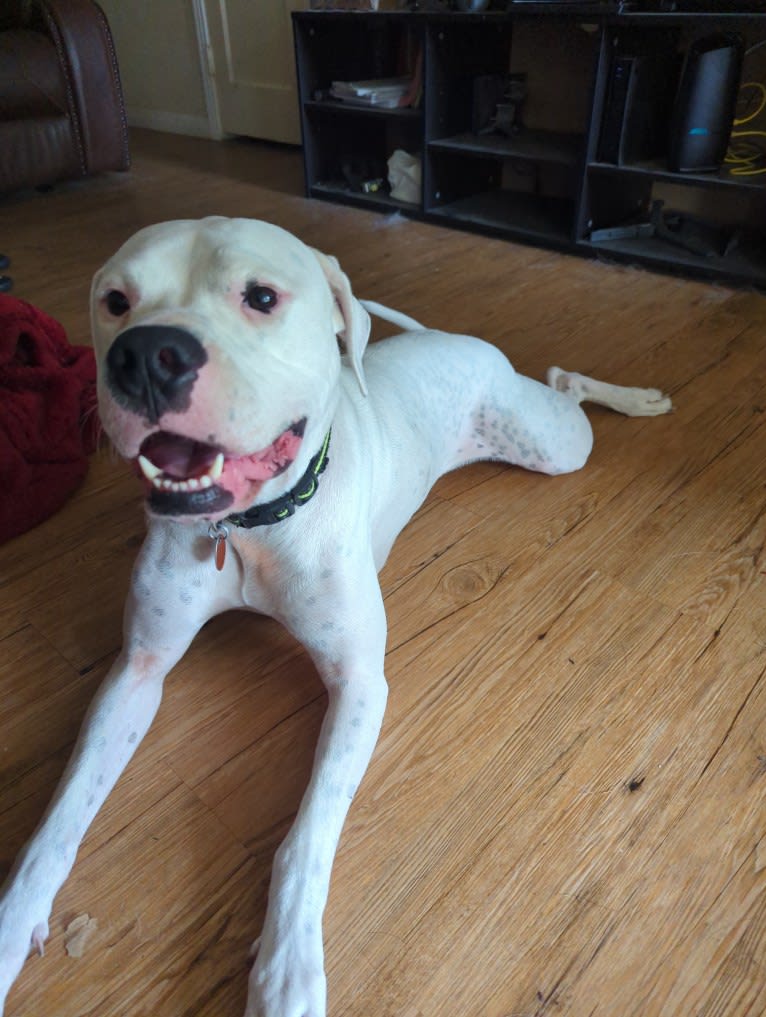 Atreus, a Dogo Argentino tested with EmbarkVet.com