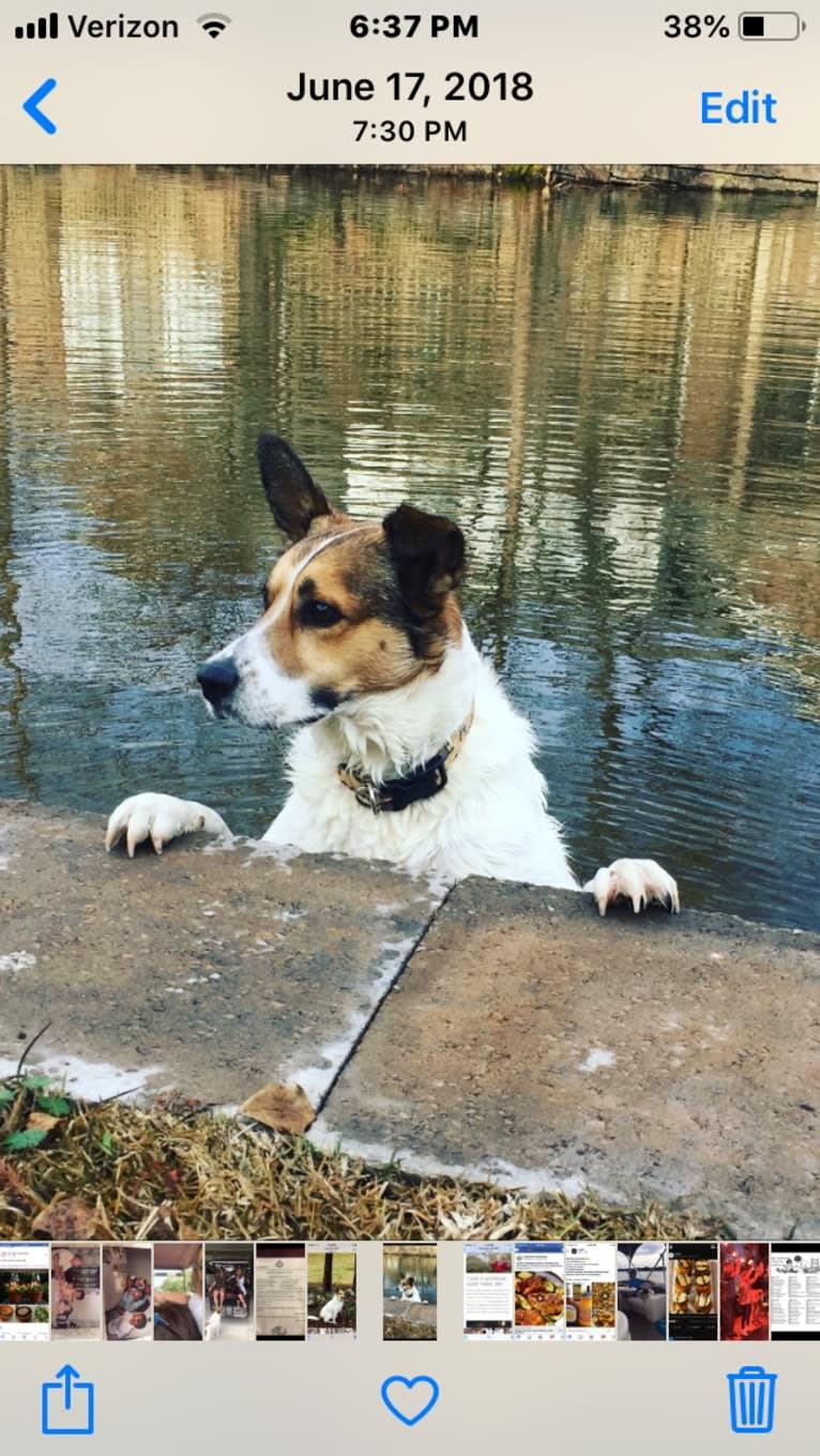 Charlie, a German Shepherd Dog and Labrador Retriever mix tested with EmbarkVet.com