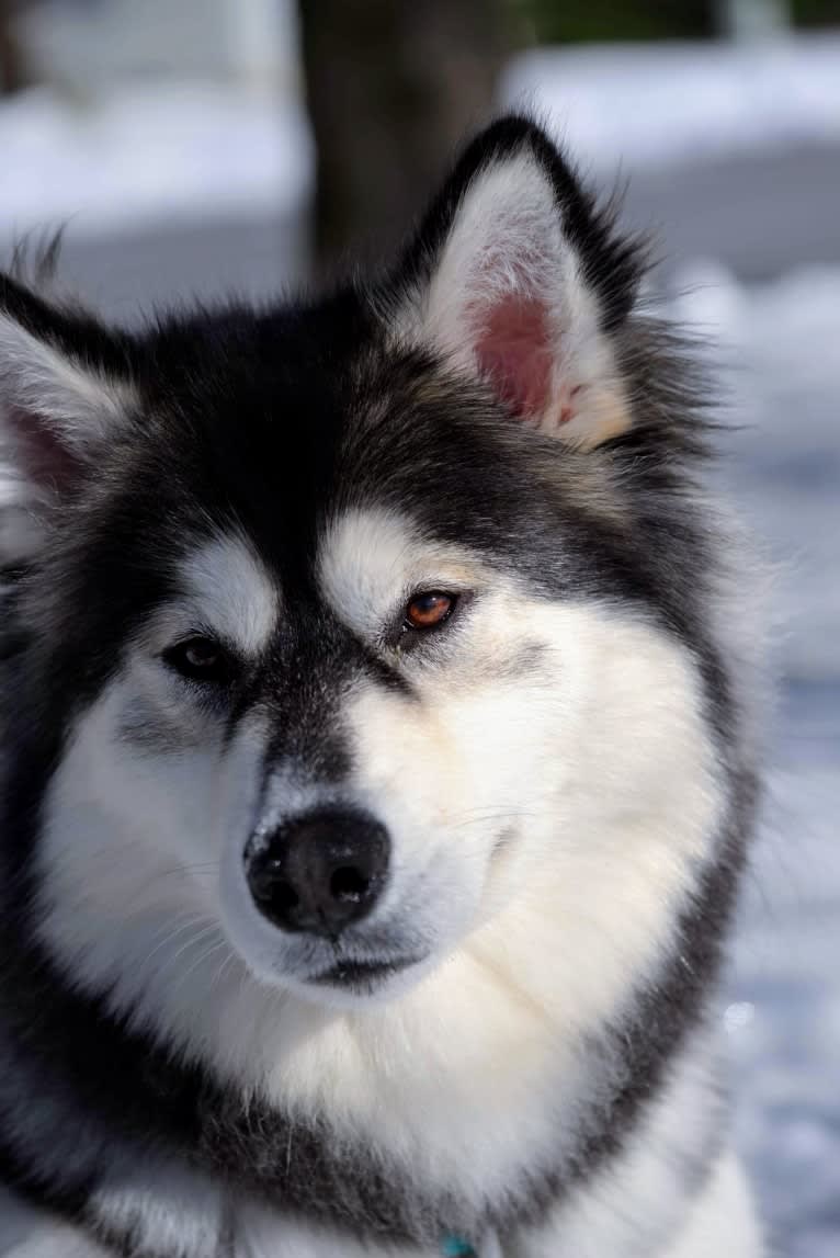 Luna, an Alaskan Malamute tested with EmbarkVet.com