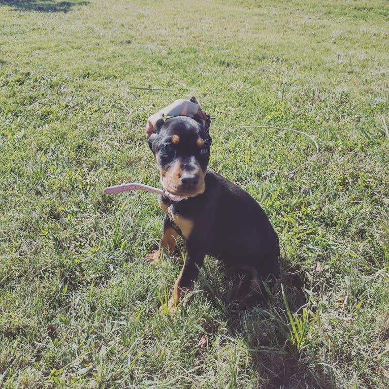 Sappho-raptor, a Doberman Pinscher tested with EmbarkVet.com