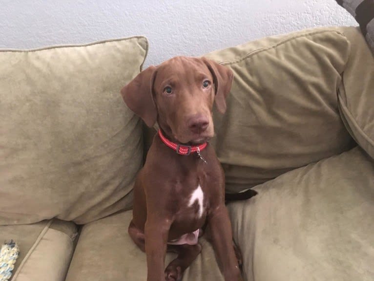 Kingston, a Weimaraner and Labrador Retriever mix tested with EmbarkVet.com