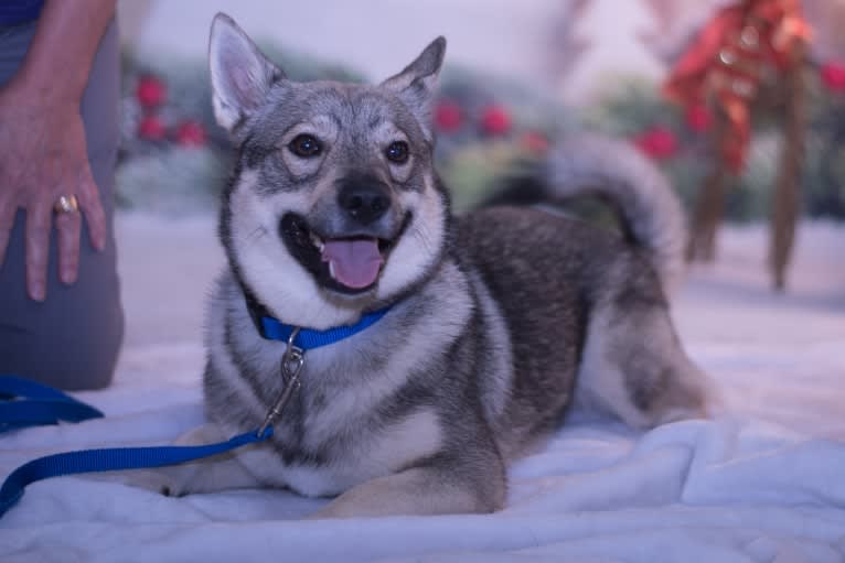 Slick, a Swedish Vallhund tested with EmbarkVet.com