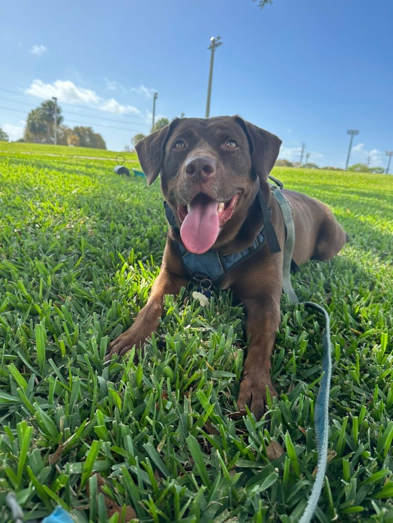 Tetley, a Labrador Retriever and American Pit Bull Terrier mix tested with EmbarkVet.com